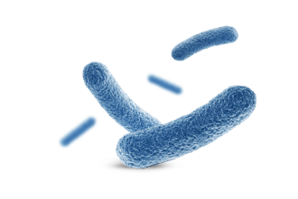 Bakterienkulturen & Verdauungsenzyme